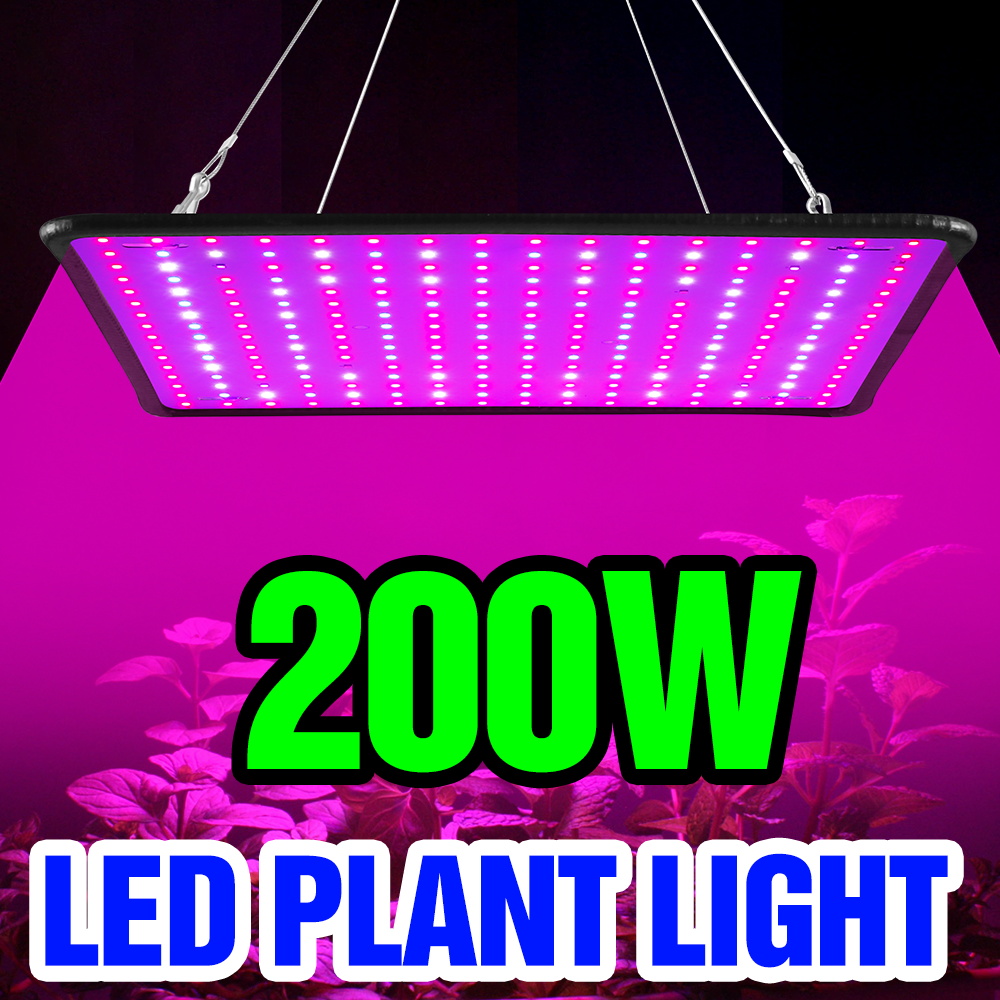 200W LED Quantum Board Grow Li - đánh giá và giá Cactus Mix Pot